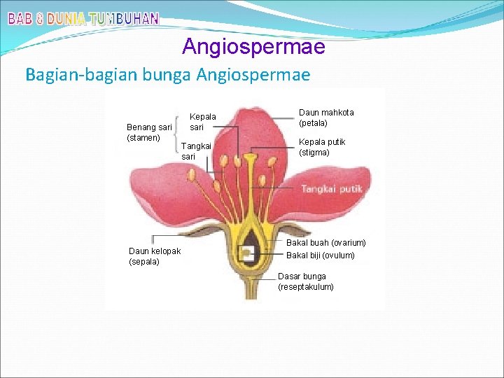 Angiospermae Bagian-bagian bunga Angiospermae Benang sari (stamen) Daun kelopak (sepala) Kepala sari Tangkai sari