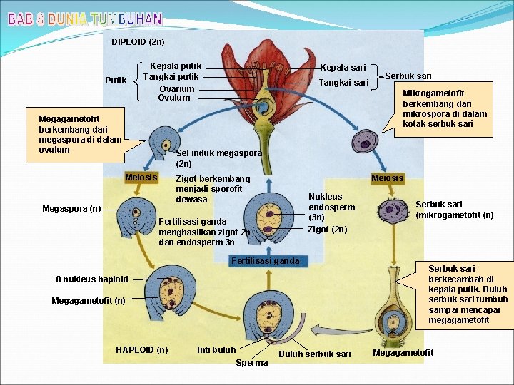 DIPLOID (2 n) Putik Kepala putik Tangkai putik Ovarium Ovulum Megagametofit berkembang dari megaspora