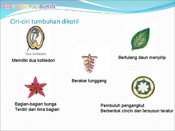 Ciri-ciri tumbuhan dikotil Bertulang daun menyirip Memiliki dua kotiledon Berakar tunggang Bagian-bagian bunga Terdiri