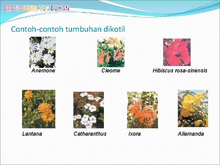 Contoh-contoh tumbuhan dikotil Anemone Lantana Cleome Catharanthus Hibiscus rosa-sinensis Ixora Allamanda 