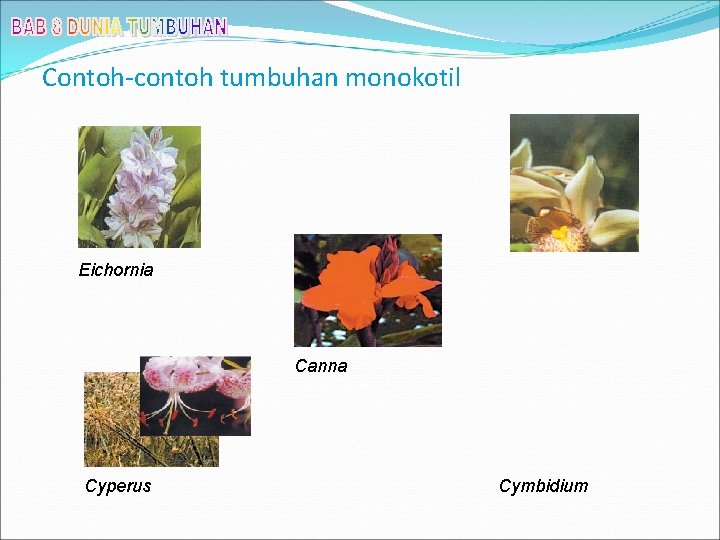 Contoh-contoh tumbuhan monokotil Eichornia Canna Cyperus Cymbidium 