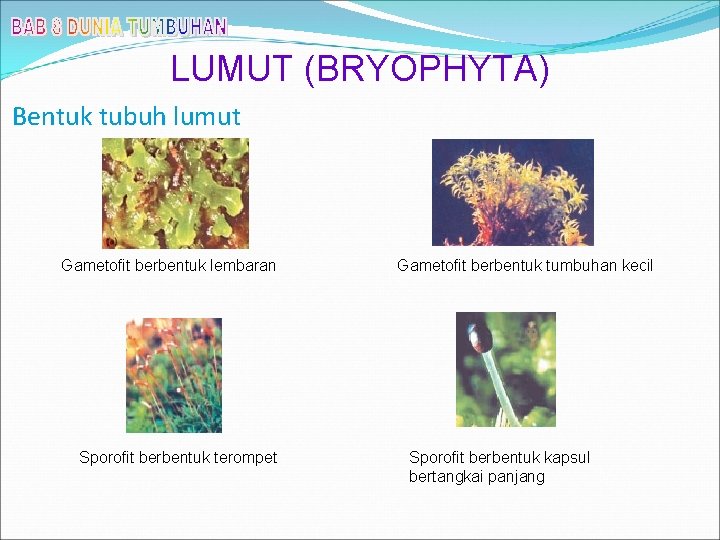 LUMUT (BRYOPHYTA) Bentuk tubuh lumut Gametofit berbentuk lembaran Sporofit berbentuk terompet Gametofit berbentuk tumbuhan