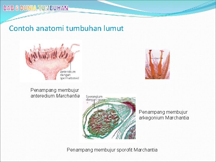 Contoh anatomi tumbuhan lumut Penampang membujur anteredium Marchantia Penampang membujur arkegonium Marchantia Penampang membujur