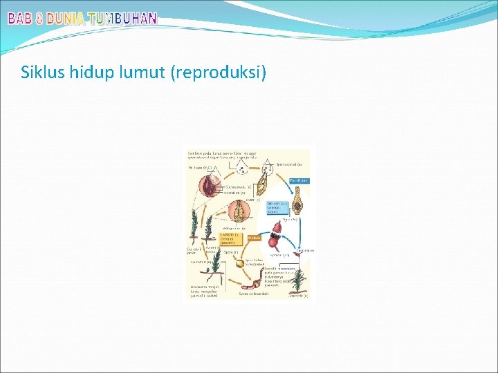 Siklus hidup lumut (reproduksi) 