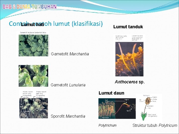 Contoh-contoh lumut (klasifikasi) Lumut hati Lumut tanduk Gametofit Marchantia Gametofit Lunularia Anthoceros sp. Lumut