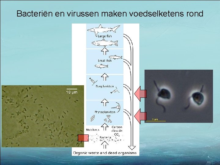 Bacteriën en virussen maken voedselketens rond 