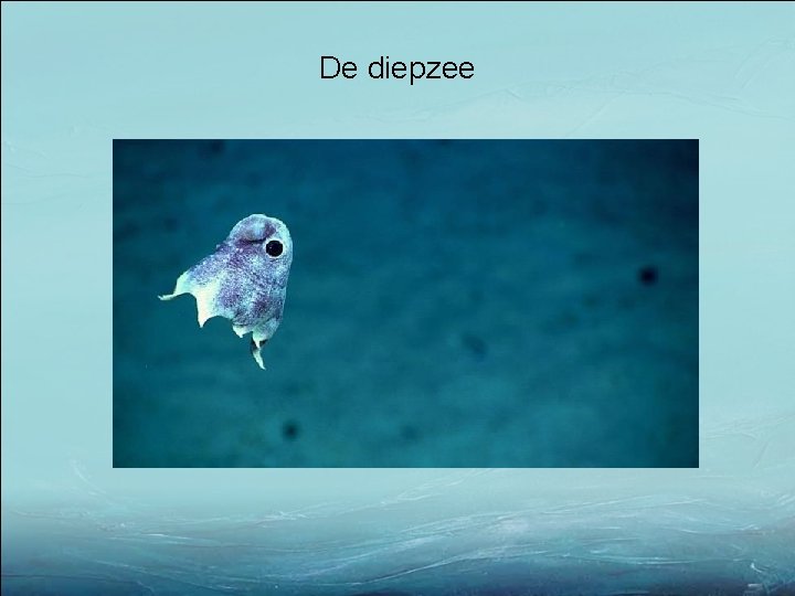 De diepzee 