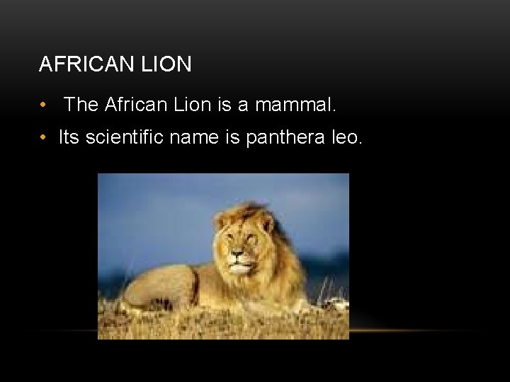 AFRICAN LION • The African Lion is a mammal. • Its scientific name is