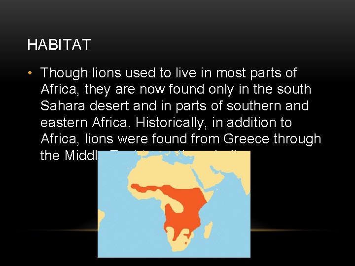 HABITAT • Though lions used to live in most parts of Africa, they are