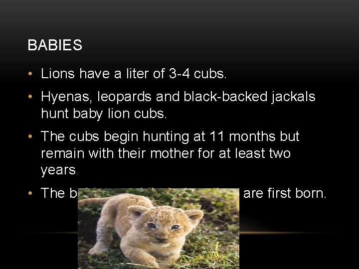 BABIES • Lions have a liter of 3 -4 cubs. • Hyenas, leopards and