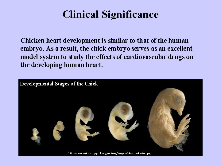 Clinical Significance Chicken heart development is similar to that of the human embryo. As