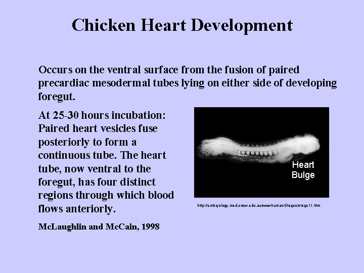 Chicken Heart Development Occurs on the ventral surface from the fusion of paired precardiac