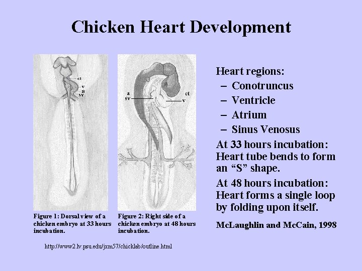 Chicken Heart Development Figure 1: Dorsal view of a chicken embryo at 33 hours