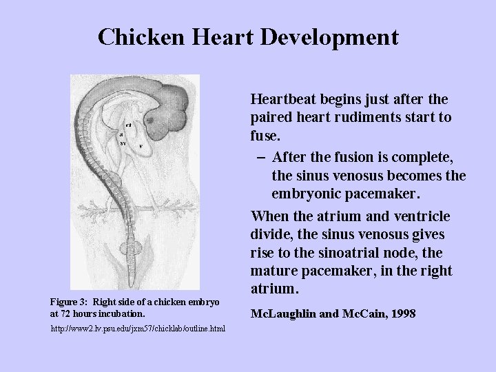 Chicken Heart Development Figure 3: Right side of a chicken embryo at 72 hours