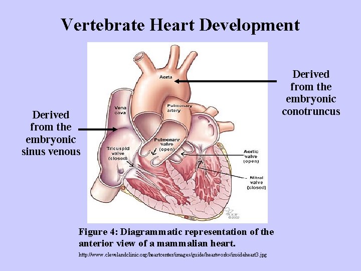Vertebrate Heart Development Derived from the embryonic sinus venous Figure 4: Diagrammatic representation of