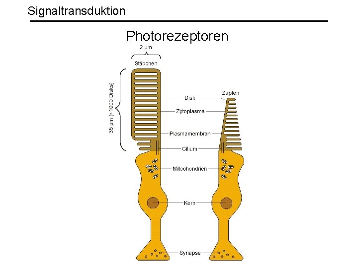 Signaltransduktion Photorezeptoren 