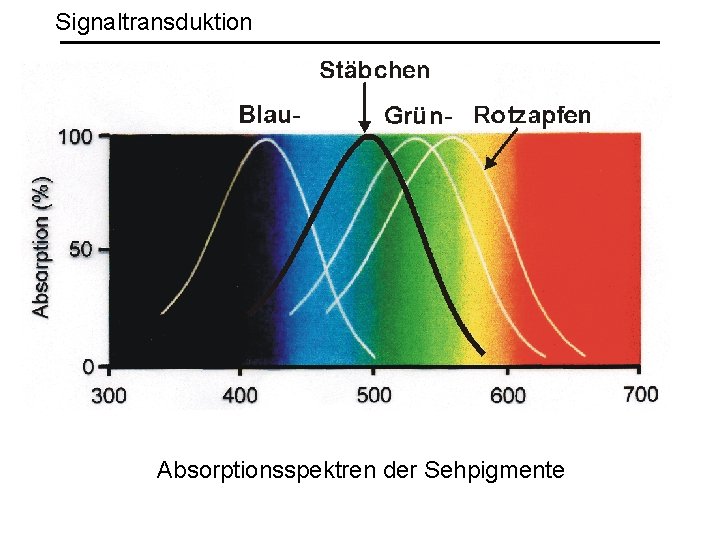 Signaltransduktion Absorptionsspektren der Sehpigmente 