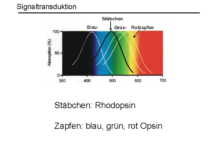 Signaltransduktion Stäbchen: Rhodopsin Zapfen: blau, grün, rot Opsin 