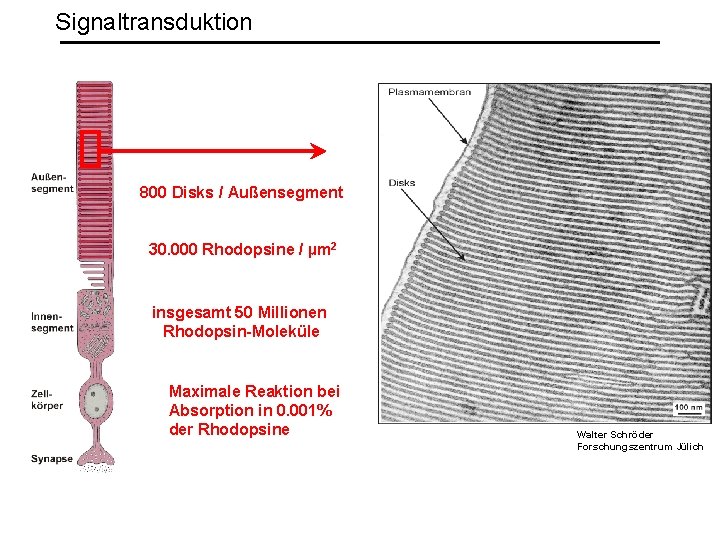 Signaltransduktion 800 Disks / Außensegment 30. 000 Rhodopsine / µm 2 insgesamt 50 Millionen