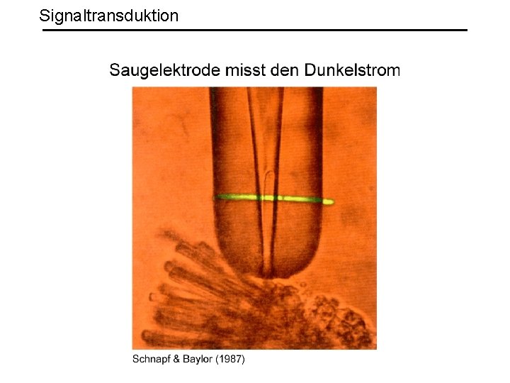 Signaltransduktion 