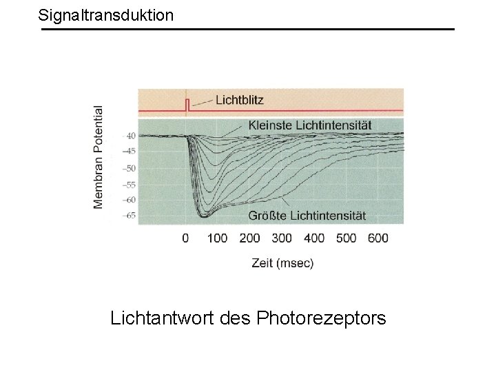 Signaltransduktion Lichtantwort des Photorezeptors 