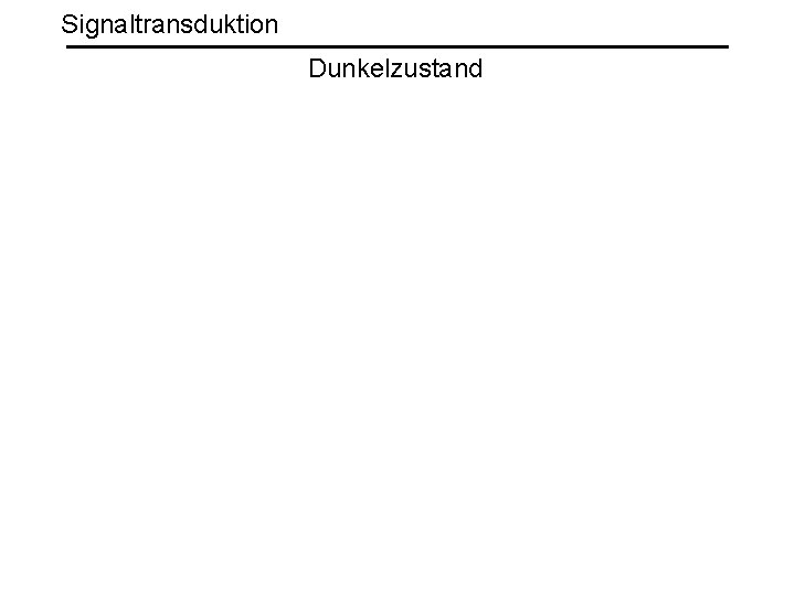 Signaltransduktion Dunkelzustand 