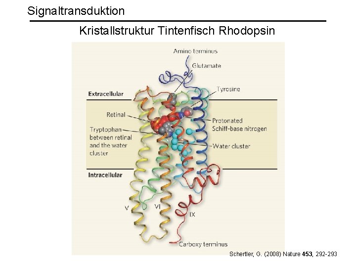 Signaltransduktion Kristallstruktur Tintenfisch Rhodopsin Schertler, G. (2008) Nature 453, 292 -293 