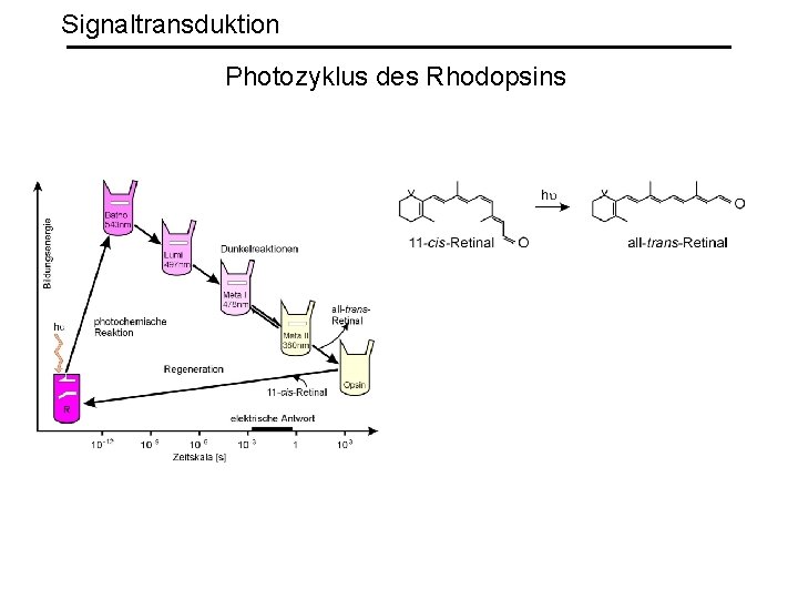 Signaltransduktion Photozyklus des Rhodopsins 