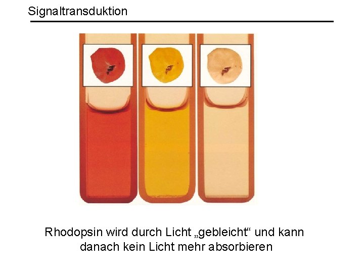 Signaltransduktion Rhodopsin wird durch Licht „gebleicht“ und kann danach kein Licht mehr absorbieren 