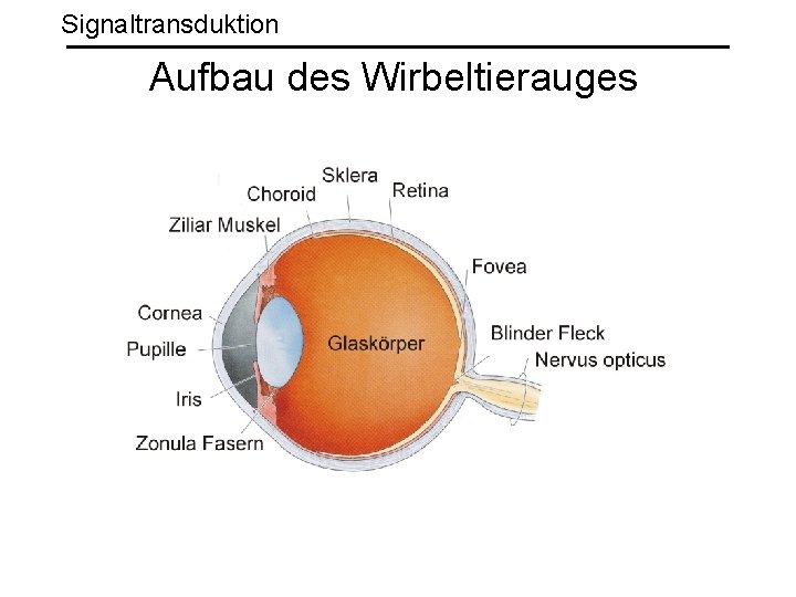 Signaltransduktion Aufbau des Wirbeltierauges 