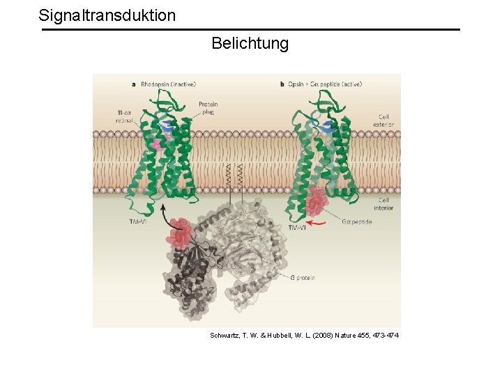 Signaltransduktion Belichtung Schwartz, T. W. & Hubbell, W. L. (2008) Nature 455, 473 -474