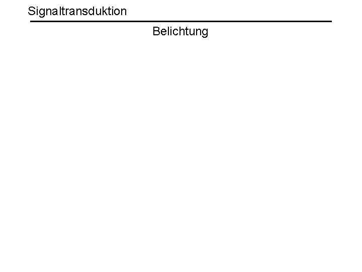 Signaltransduktion Belichtung 