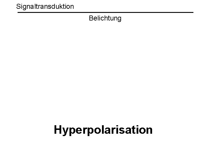 Signaltransduktion Belichtung Hyperpolarisation 