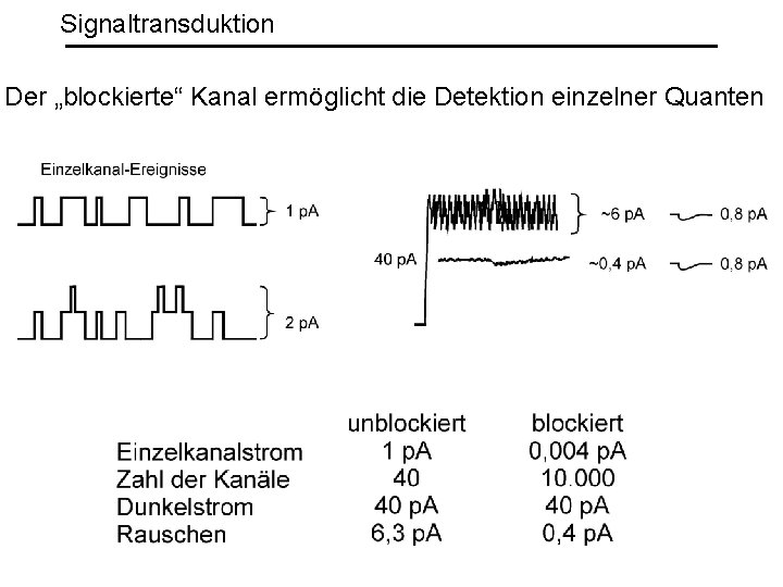 Signaltransduktion Der „blockierte“ Kanal ermöglicht die Detektion einzelner Quanten 