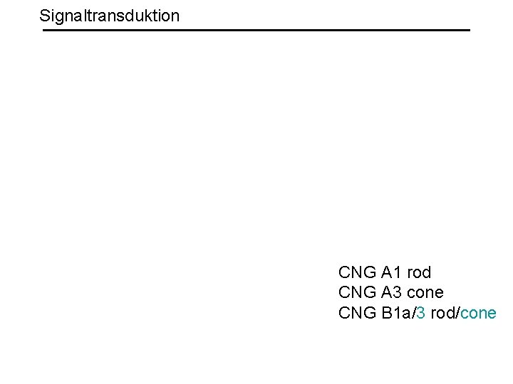 Signaltransduktion CNG A 1 rod CNG A 3 cone CNG B 1 a/3 rod/cone