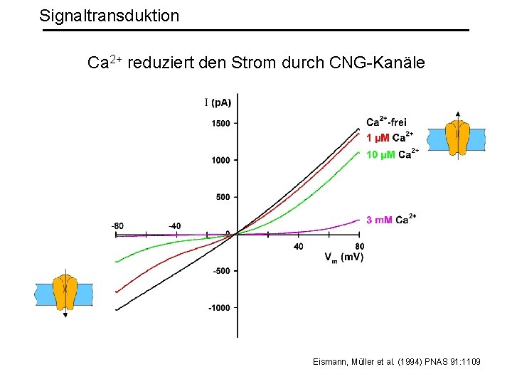 Signaltransduktion Ca 2+ reduziert den Strom durch CNG-Kanäle Eismann, Müller et al. (1994) PNAS