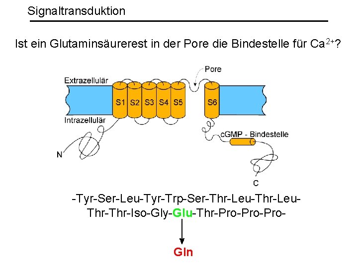 Signaltransduktion Ist ein Glutaminsäurerest in der Pore die Bindestelle für Ca 2+? -Tyr-Ser-Leu-Tyr-Trp-Ser-Thr-Leu. Thr-Iso-Gly-Glu-Thr-Pro-Pro.
