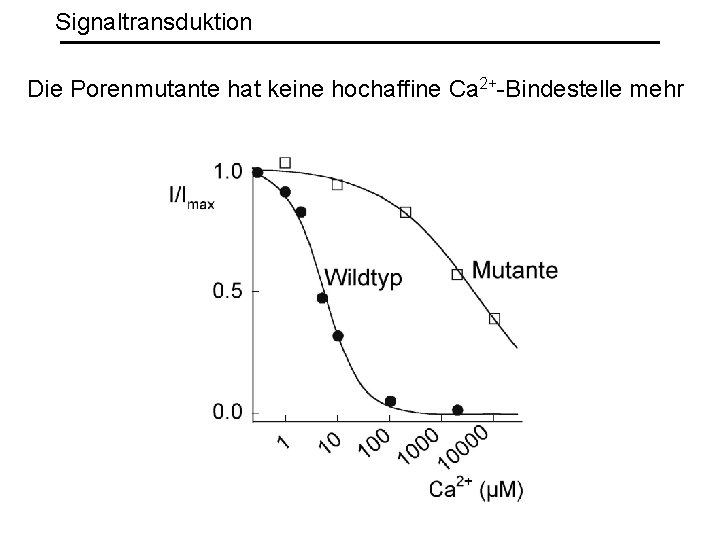 Signaltransduktion Die Porenmutante hat keine hochaffine Ca 2+-Bindestelle mehr 