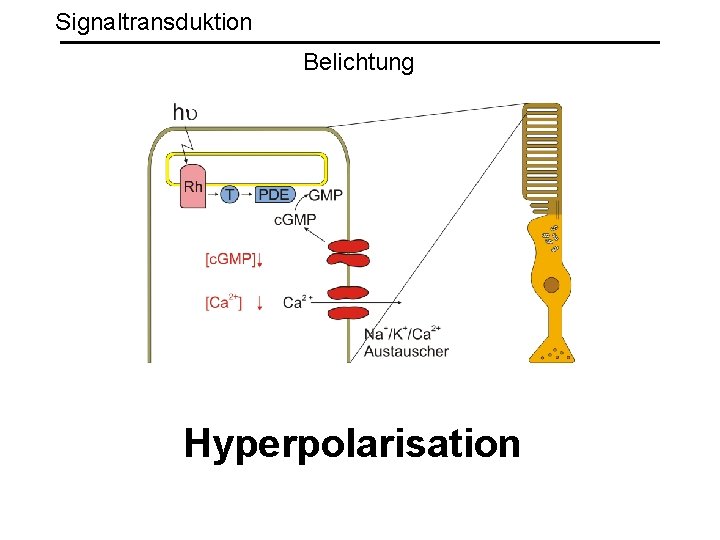 Signaltransduktion Belichtung Hyperpolarisation 