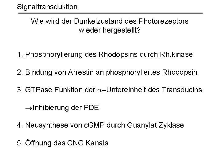 Signaltransduktion Wie wird der Dunkelzustand des Photorezeptors wieder hergestellt? 1. Phosphorylierung des Rhodopsins durch