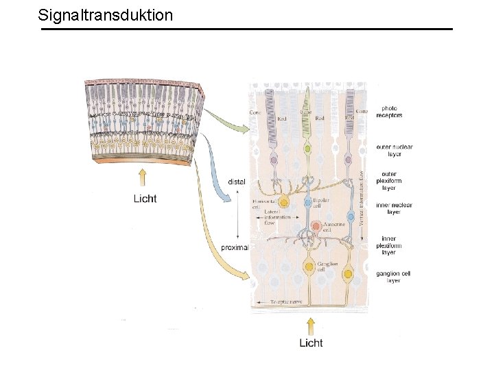 Signaltransduktion 