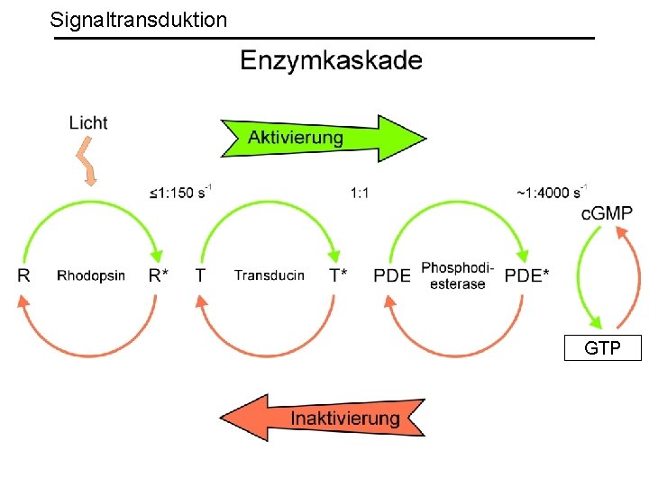 Signaltransduktion Signalweiterleitung GTP 