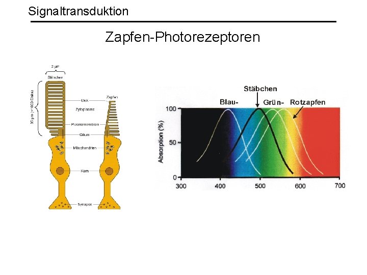 Signaltransduktion Zapfen-Photorezeptoren 