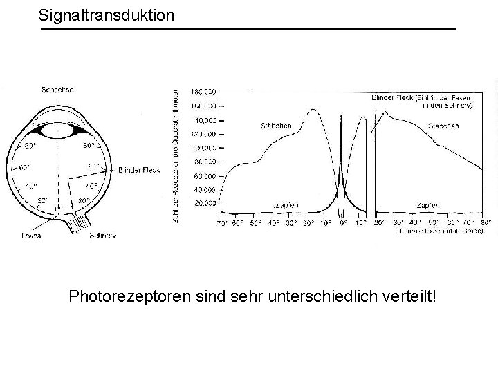 Signaltransduktion Photorezeptoren sind sehr unterschiedlich verteilt! 