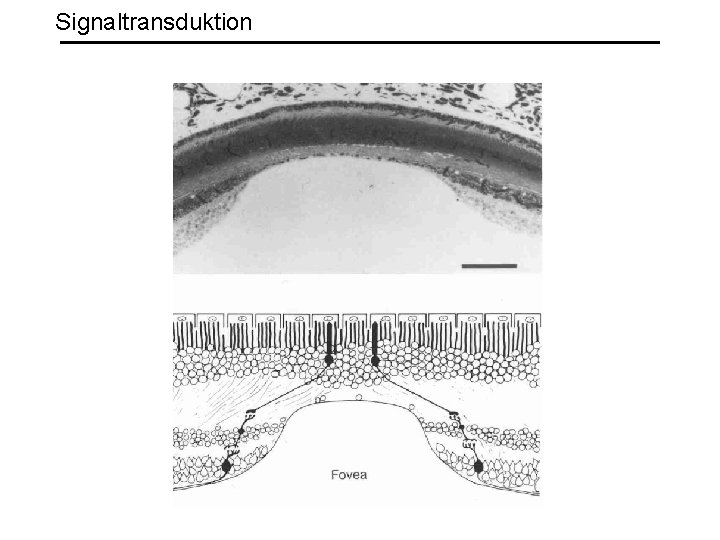 Signaltransduktion 