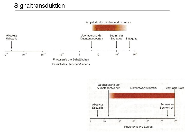 Signaltransduktion 