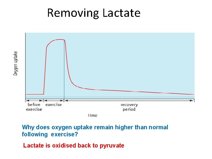 Removing Lactate Why does oxygen uptake remain higher than normal following exercise? Lactate is