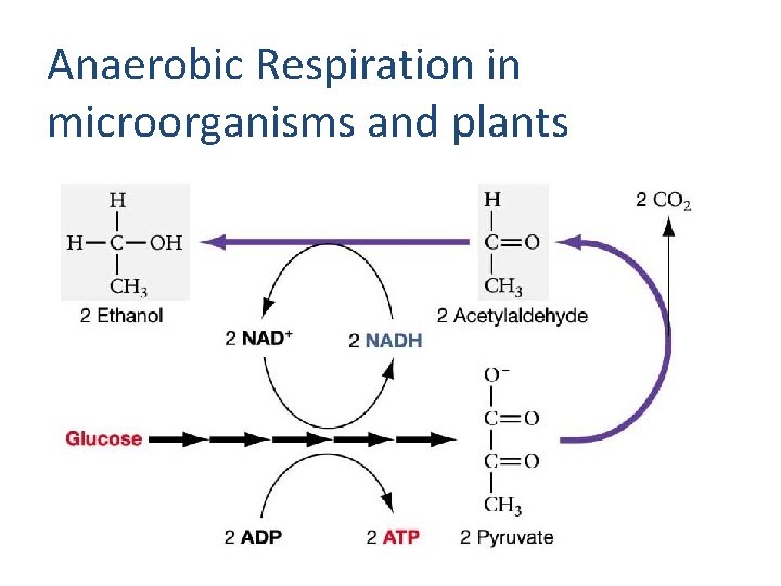 Anaerobic Respiration in microorganisms and plants 