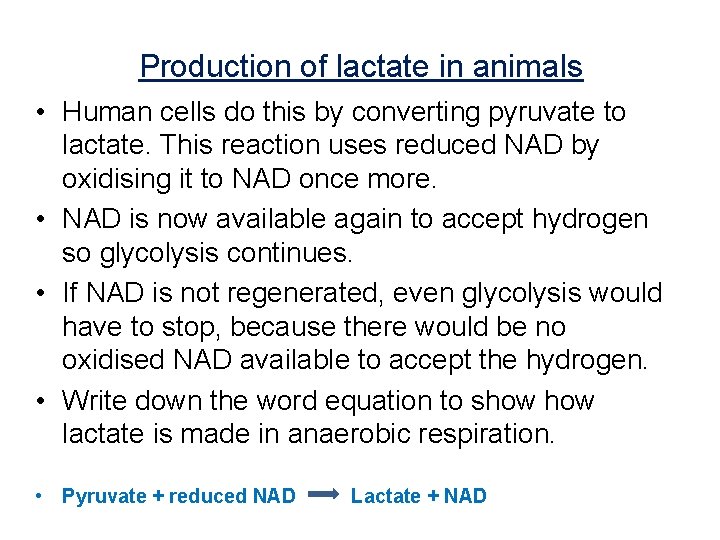 Production of lactate in animals • Human cells do this by converting pyruvate to