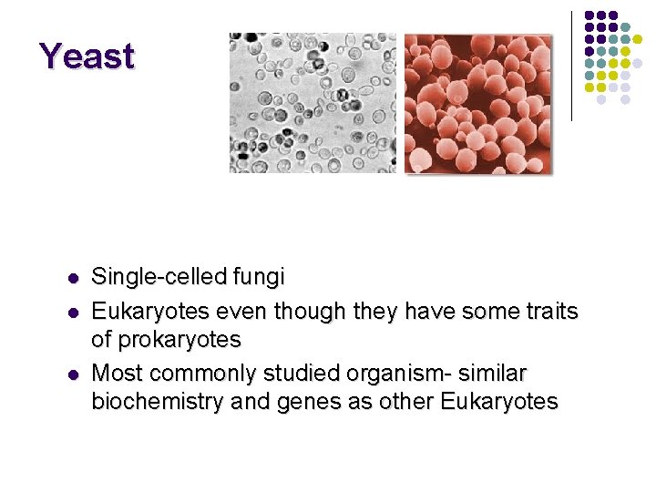 Yeast l l l Single-celled fungi Eukaryotes even though they have some traits of